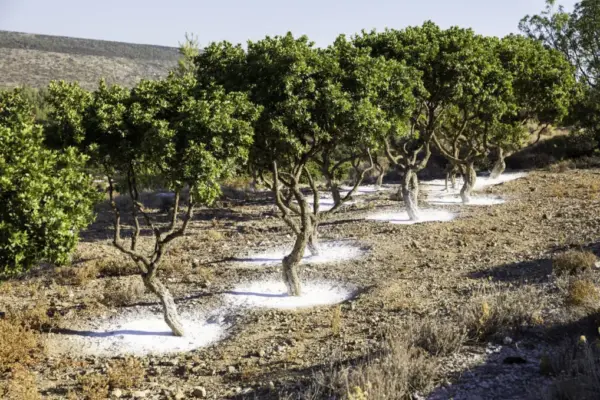 Arbres-à-mastiha-1018x679.jpg