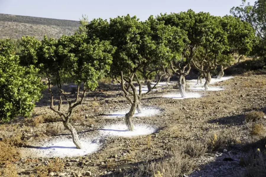 Arbres-à-mastiha-1018x679.jpg