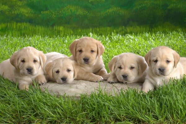 labrador-puppy